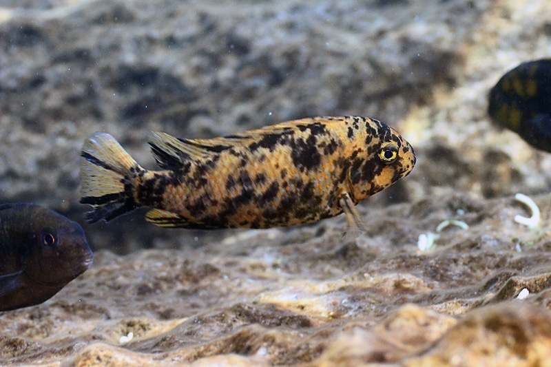 Labeotropheus fuelleborni 'Chiwi Rocks'
